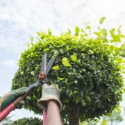 When to trim trees and how