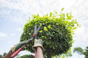 When to trim trees and how